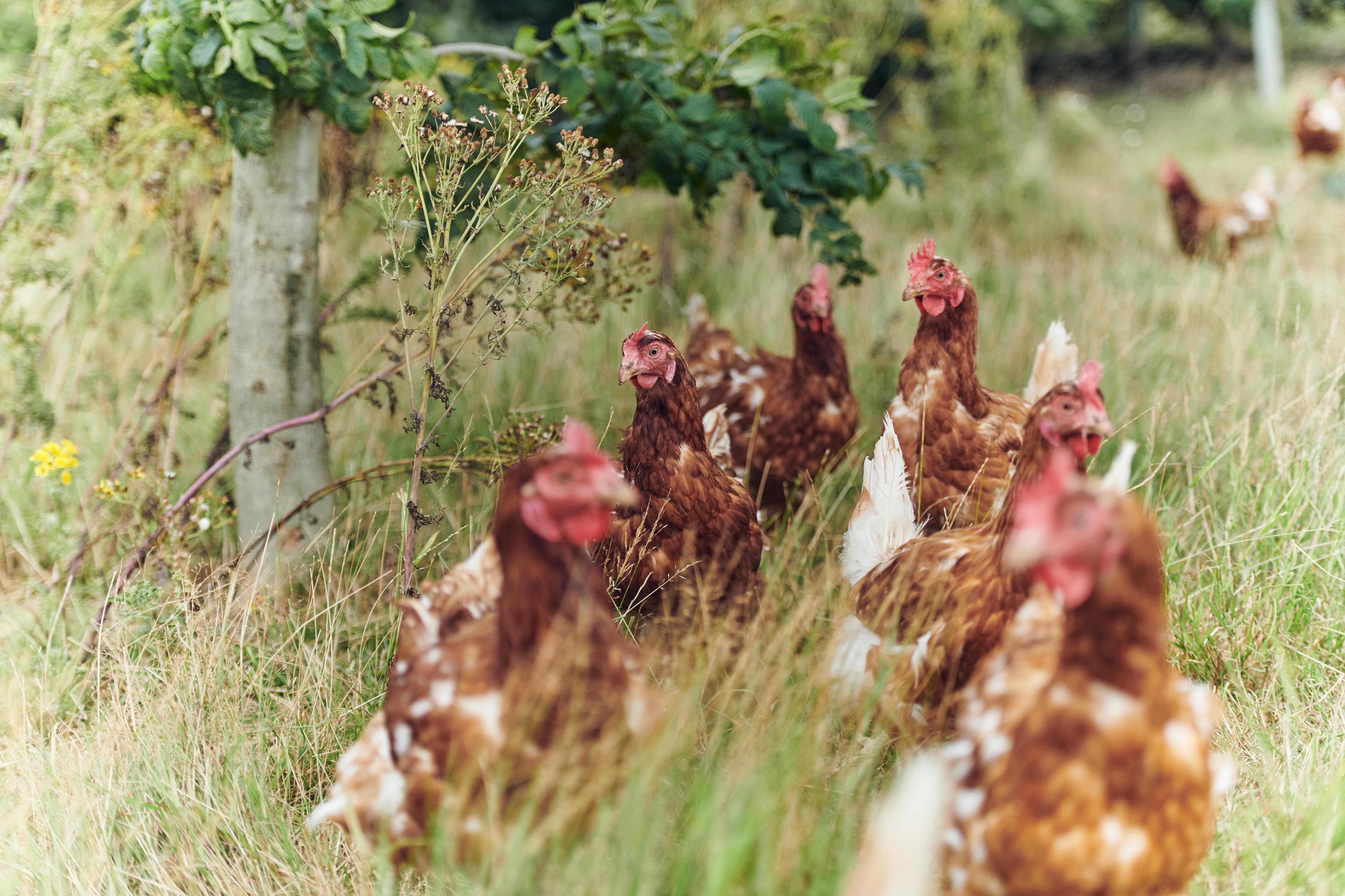 Eggs-ercise! Morrisons trains hens to produce the tastiest eggs